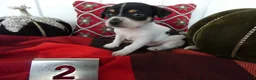 Chihuahua dogs for sale: Chihuahua 2 Leo - Ad 1