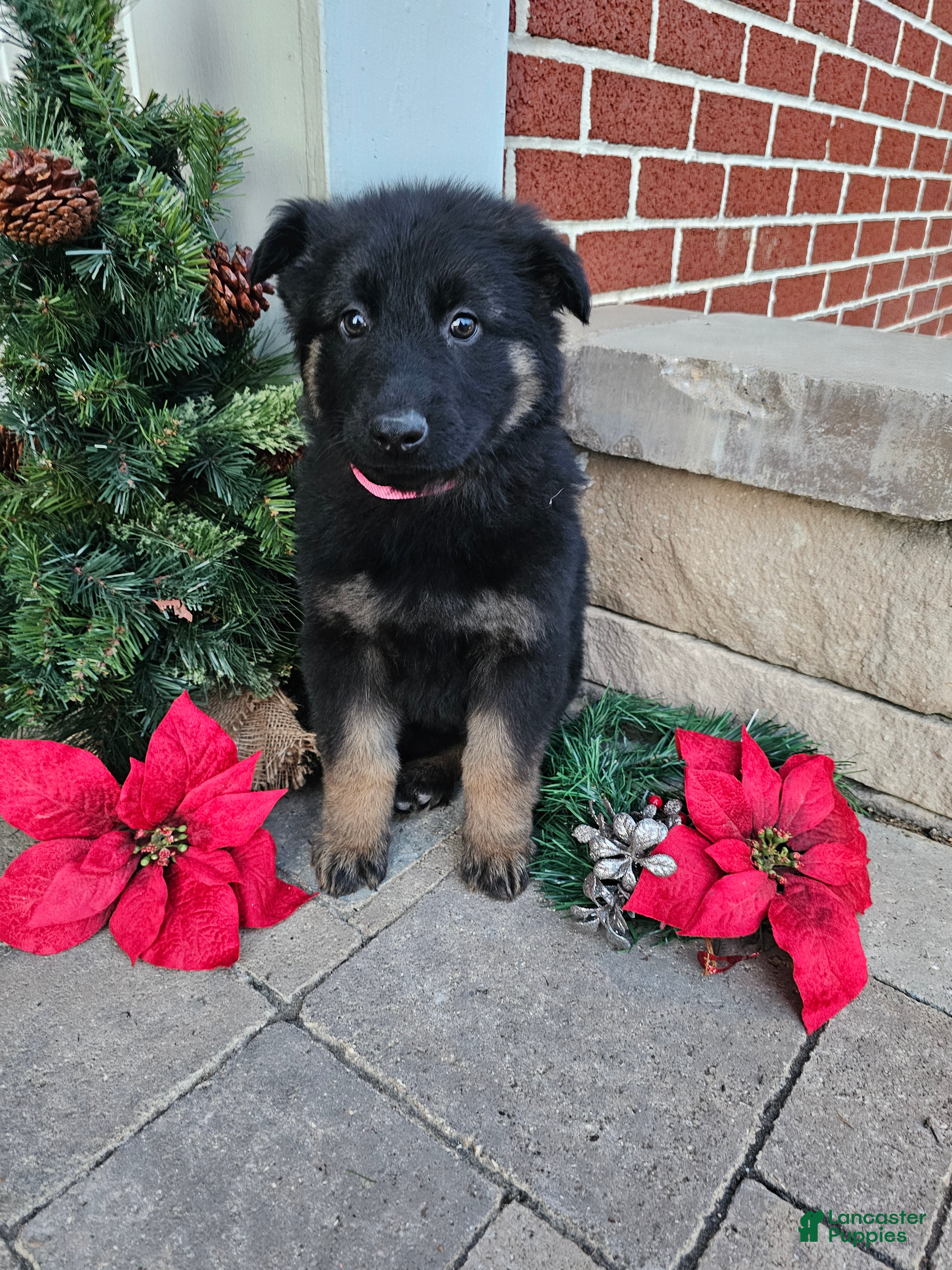 German Shepherd dogs Sadie - Ad 7