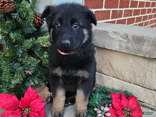 German Shepherd dogs Sadie - Ad 6