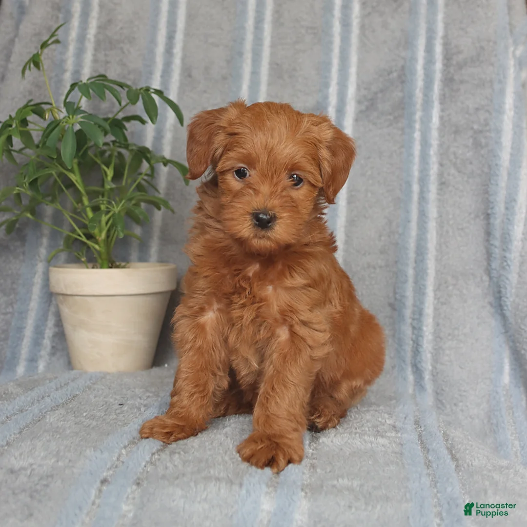 Mixed Breed dogs for sale: Paisley - Ad 3