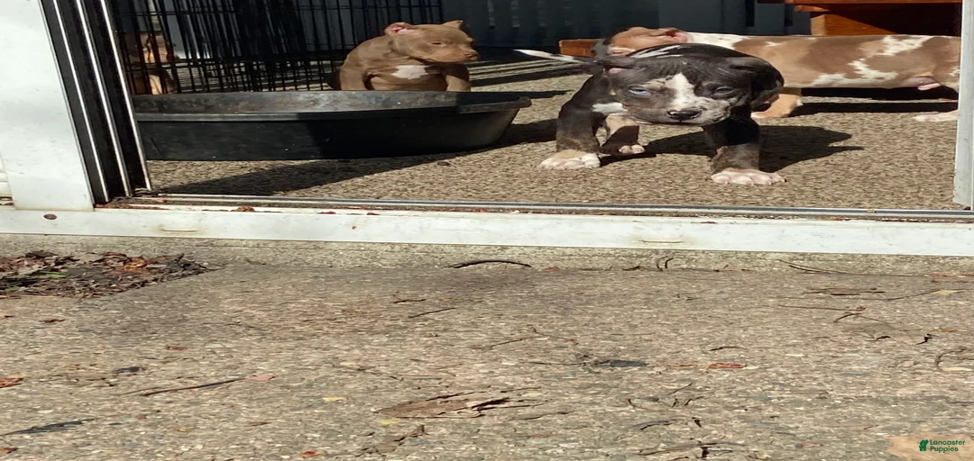 Gallery Image {{count}}