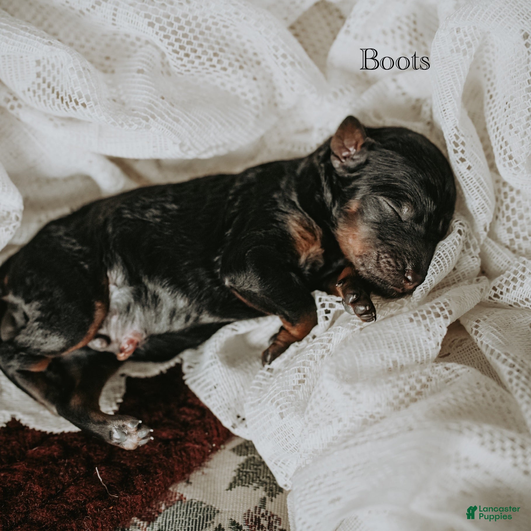 Standard Poodle dogs Boots - Ad 12