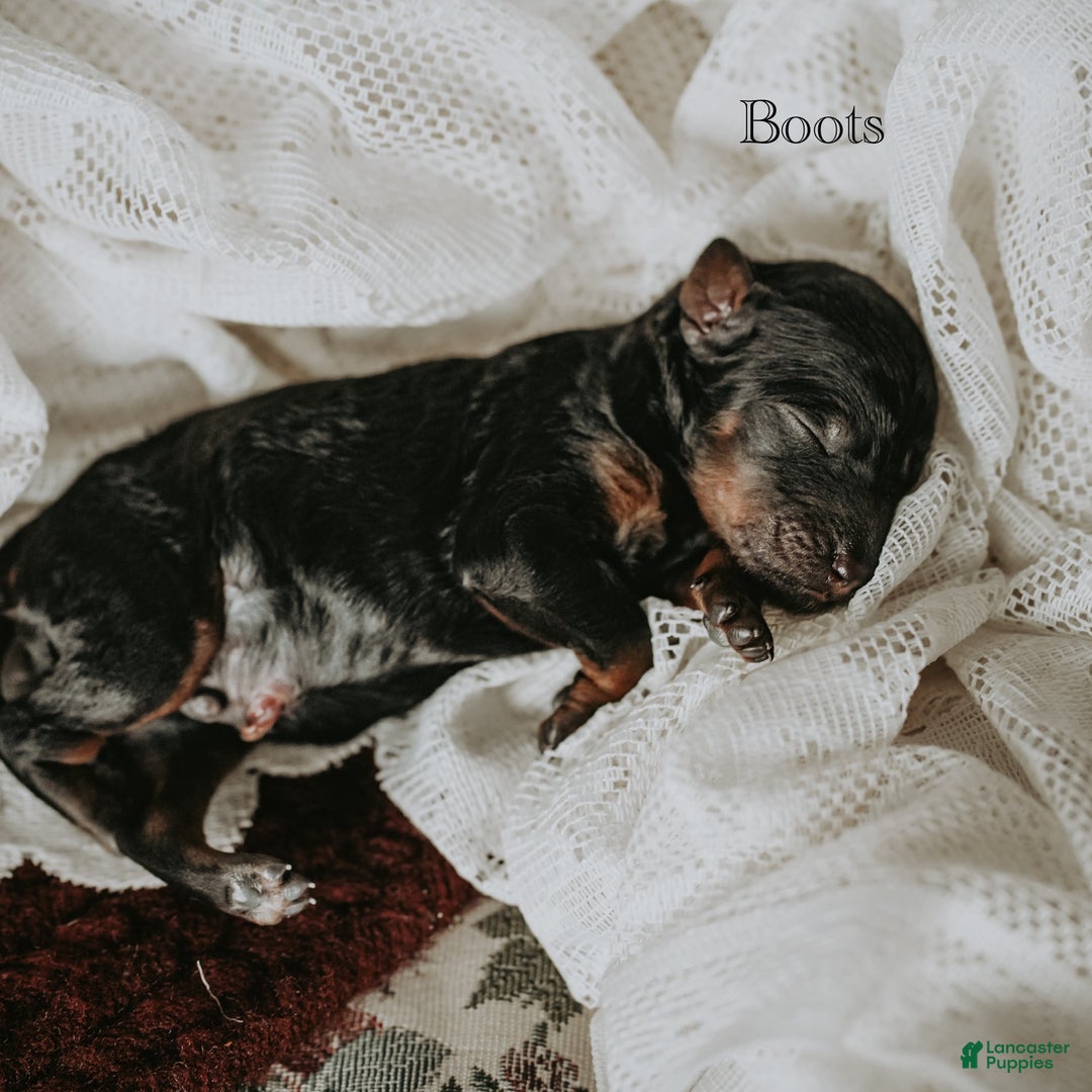 Standard Poodle dogs for sale: Boots - Ad 1