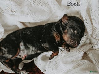 Standard Poodle dogs Boots - Ad 17