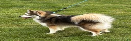 Pomsky dogs for sale: Pomsky Puppy 1 - Ad 2