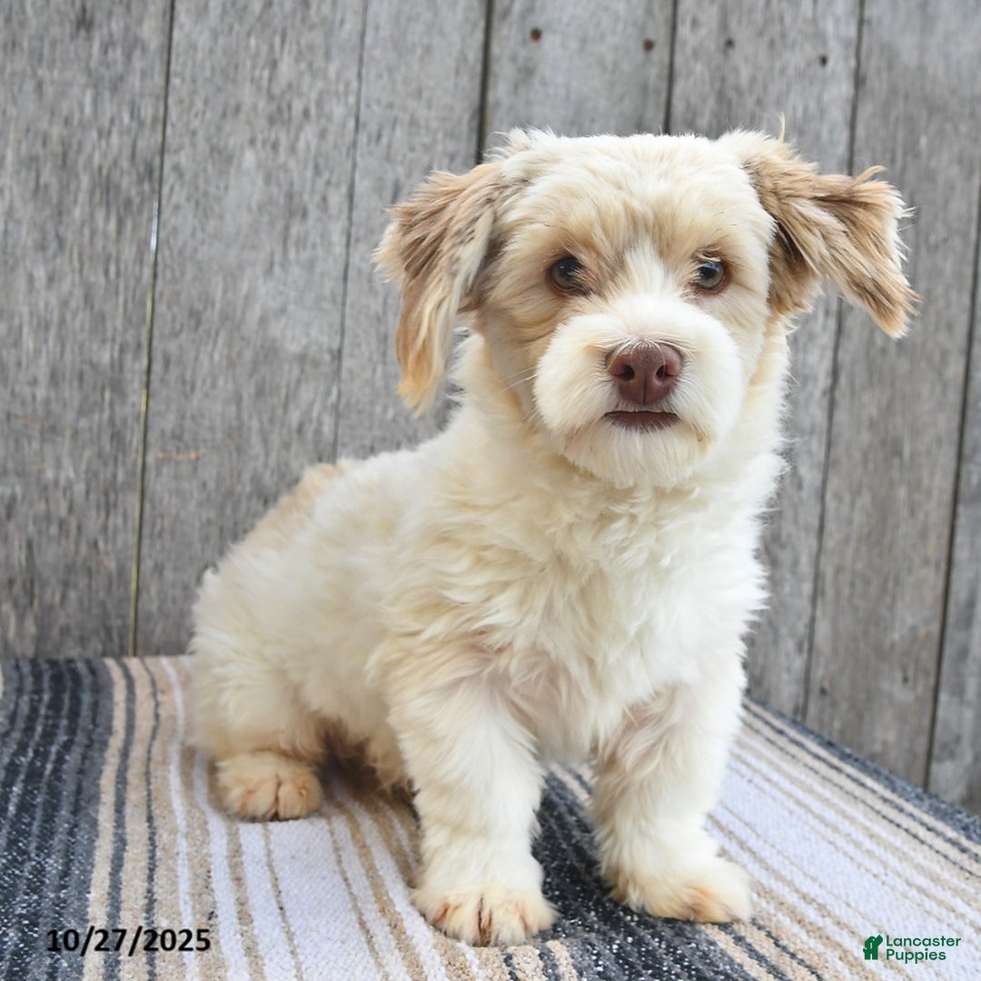 Havanese dogs for sale: Titus  - Ad 2