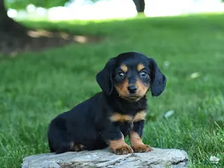 Miniature Dachshund dogs for sale: Creamsicle - Ad 4