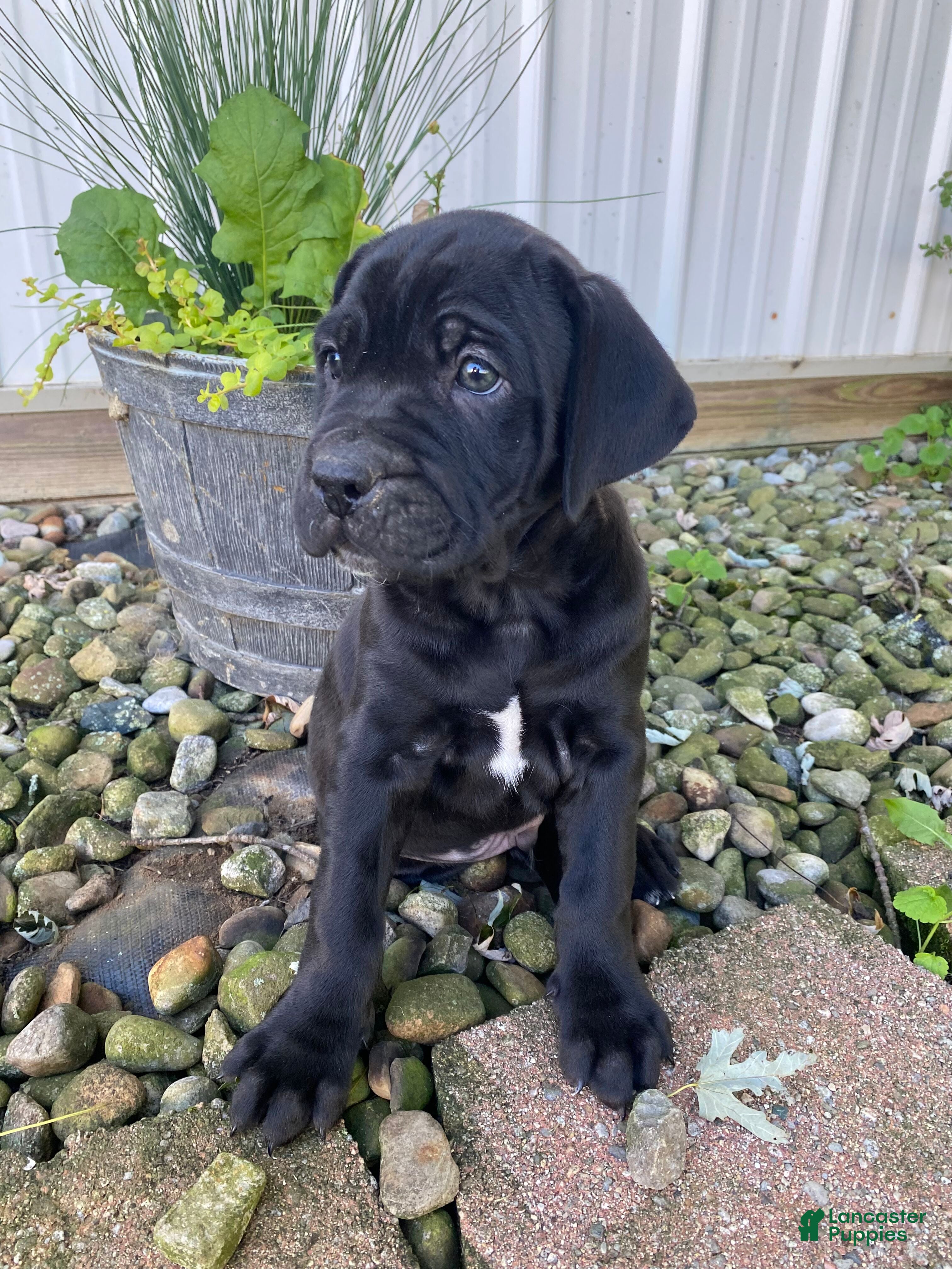 Cane Corso dogs Jeriah - Ad 2