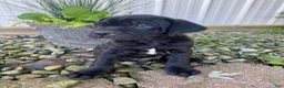 Cane Corso dogs for sale: Jeriah - Ad 2