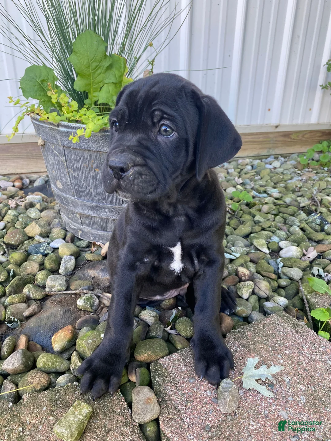 Cane Corso dogs for sale: Jeriah - Ad 2