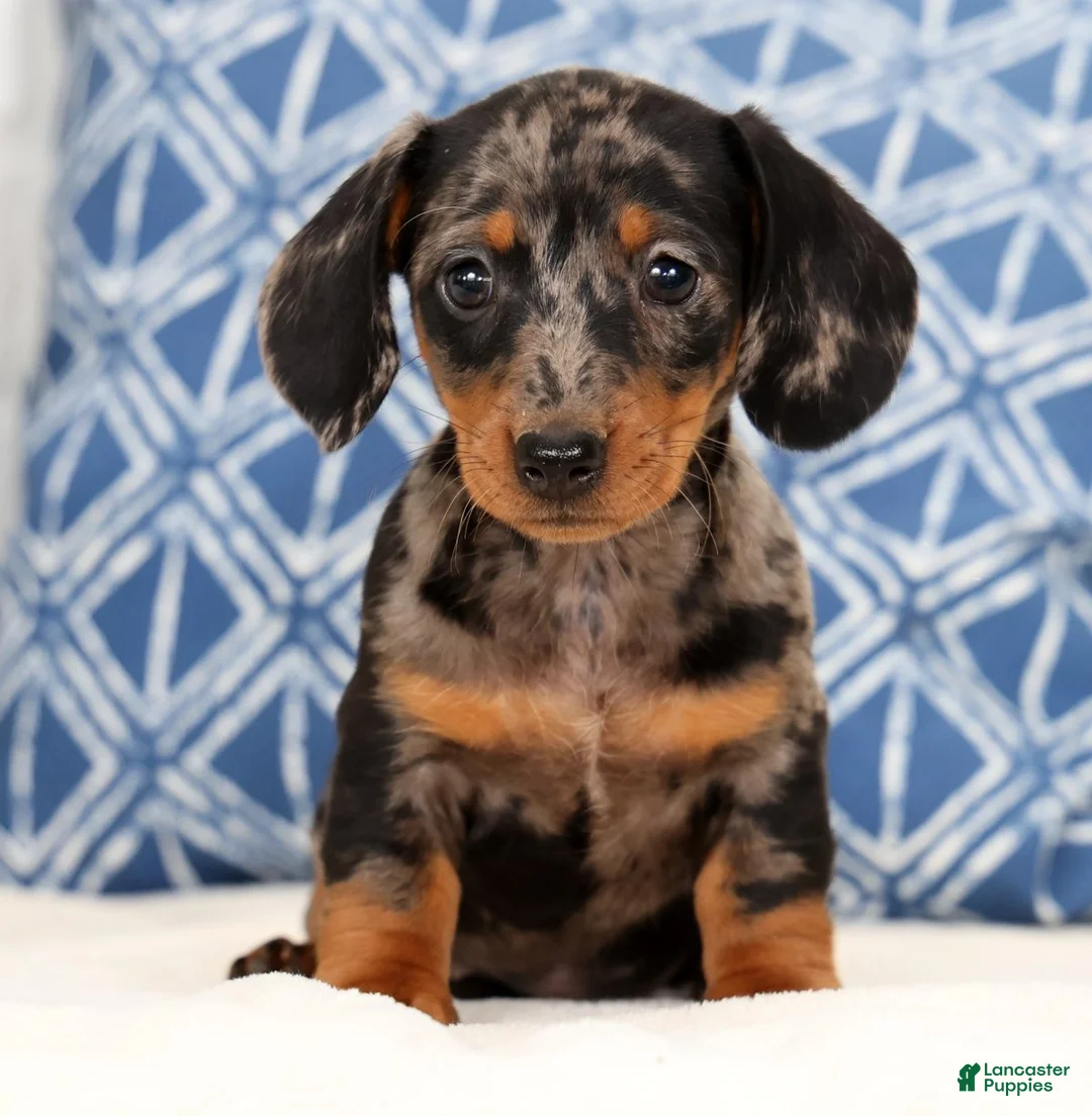 Miniature Dachshund dogs for sale: Maddie - Ad 2