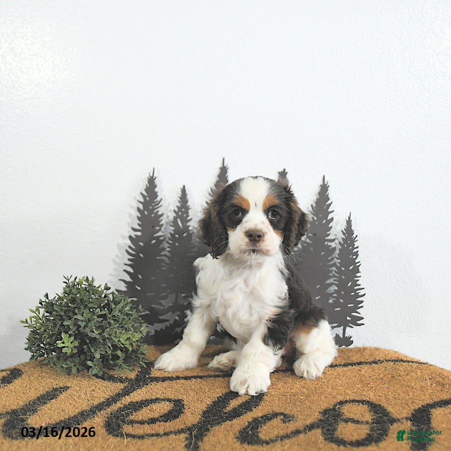 Cocker Spaniel dogs Bella   - Ad 1