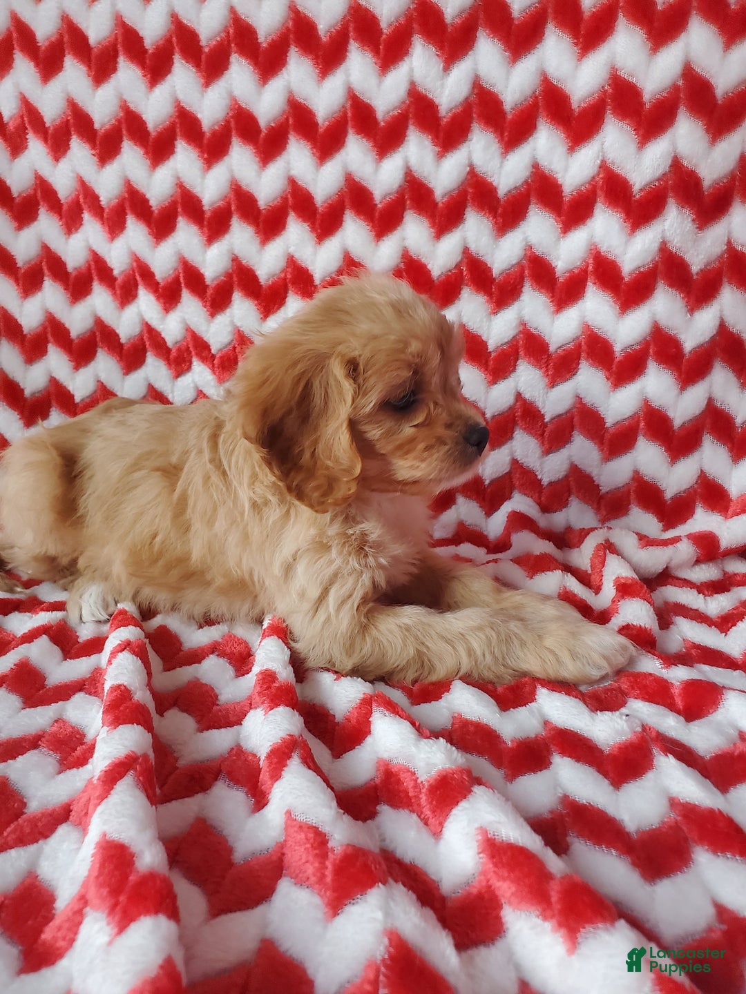 Cavachon dogs for sale: Caramel - Ad 2