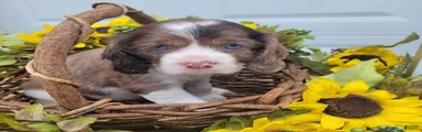 Posie