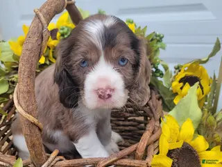 Mixed Breed dogs for sale: Posie - Ad 3