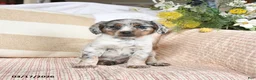 Mixed Breed dogs for sale: Champ  - Ad 5