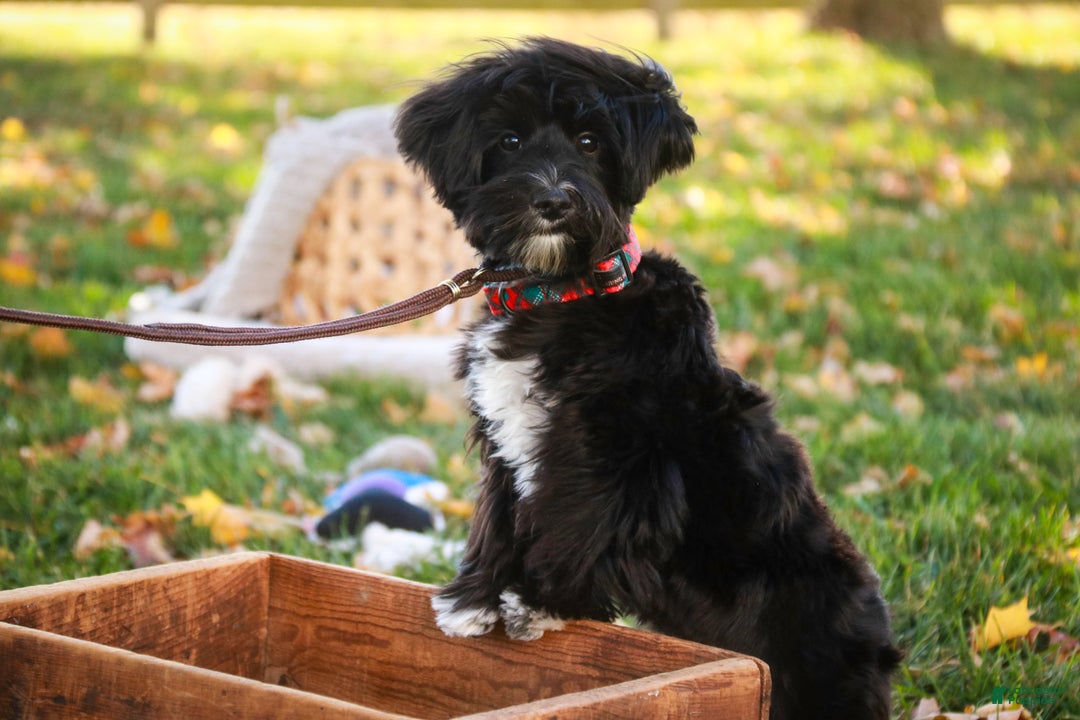 Morkie dogs for sale: Mackintosh - Ad 10