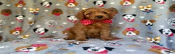 Cavapoo dogs for sale: Meeko - Ad 9
