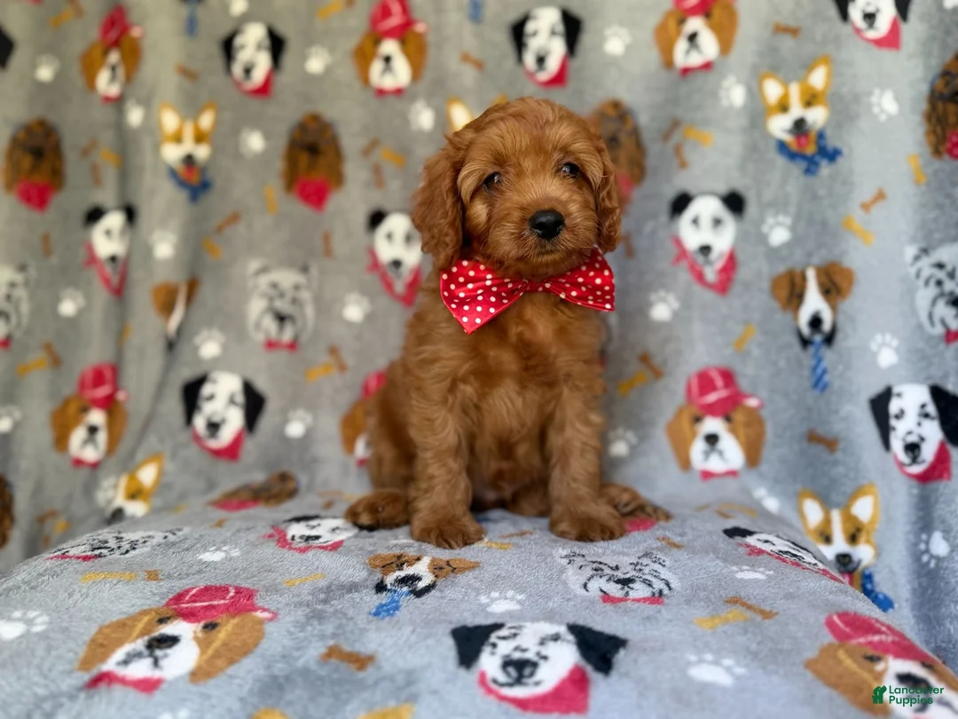 Cavapoo dogs for sale: Meeko - Ad 9