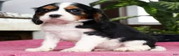 Cavalier King Charles Spaniel dogs for sale: Shawn - Ad 5
