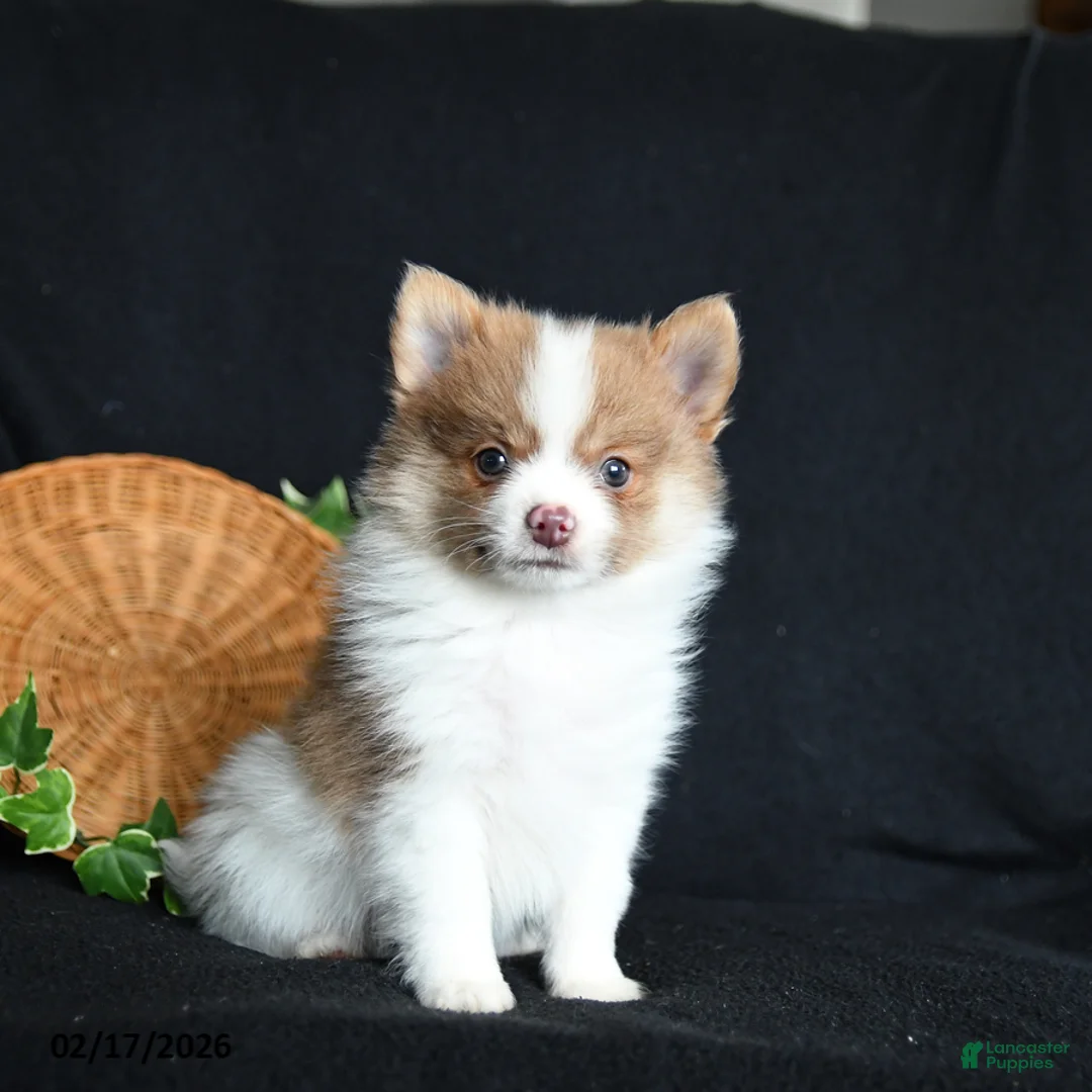 Pomeranian dogs for sale: Frankie - Ad 1