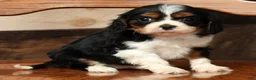Cavalier King Charles Spaniel dogs for sale: Paula - Ad 8