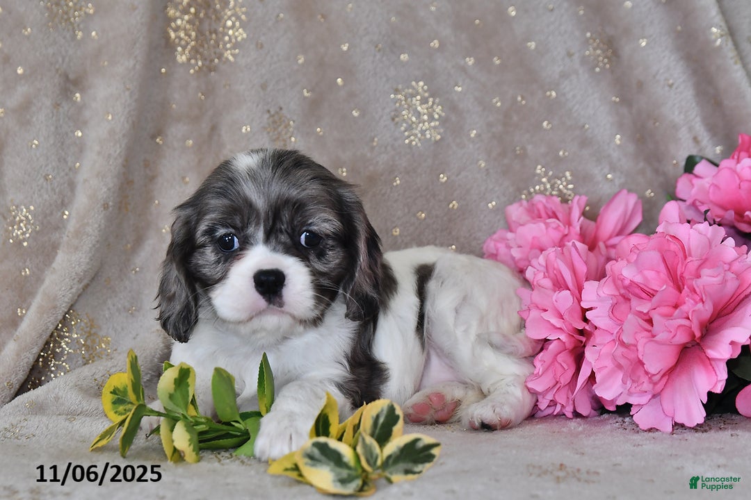 Cavalier King Charles Spaniel dogs for sale: Barbie - Ad 8