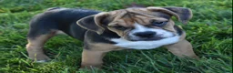 Beabull dogs for sale: Marley  - Ad 5