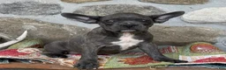 Frenchton dogs for sale: Bennett - Ad 2
