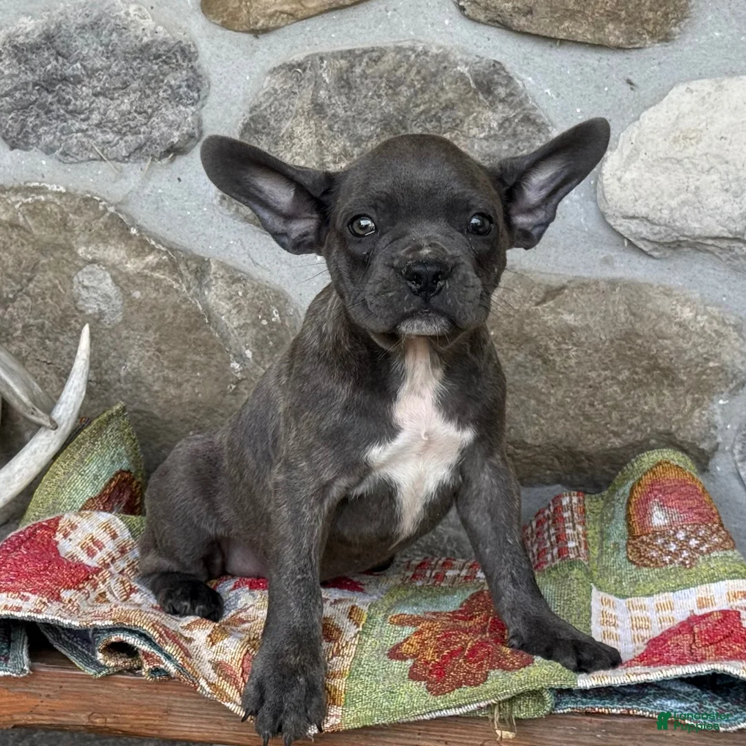 Frenchton dogs for sale: Bennett - Ad 2