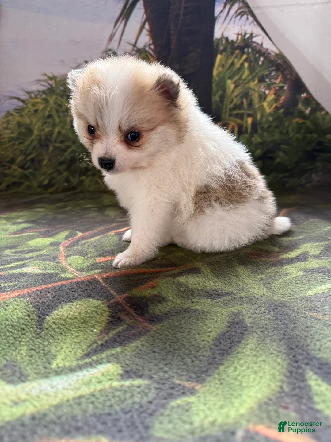 Pomeranian dogs for sale: Russel - Ad 20