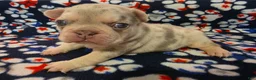 French Bulldog dogs for sale: Prince Naveen - Ad 4