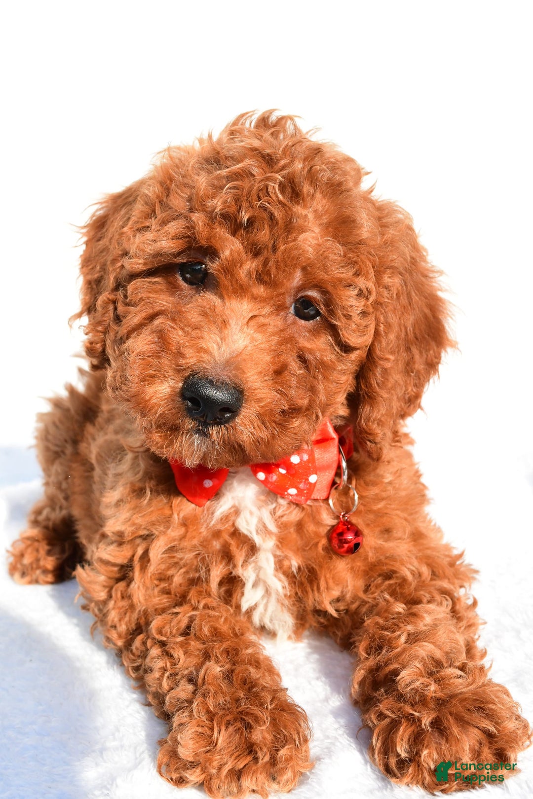 Miniature Poodle dogs for sale: Odell - Ad 4