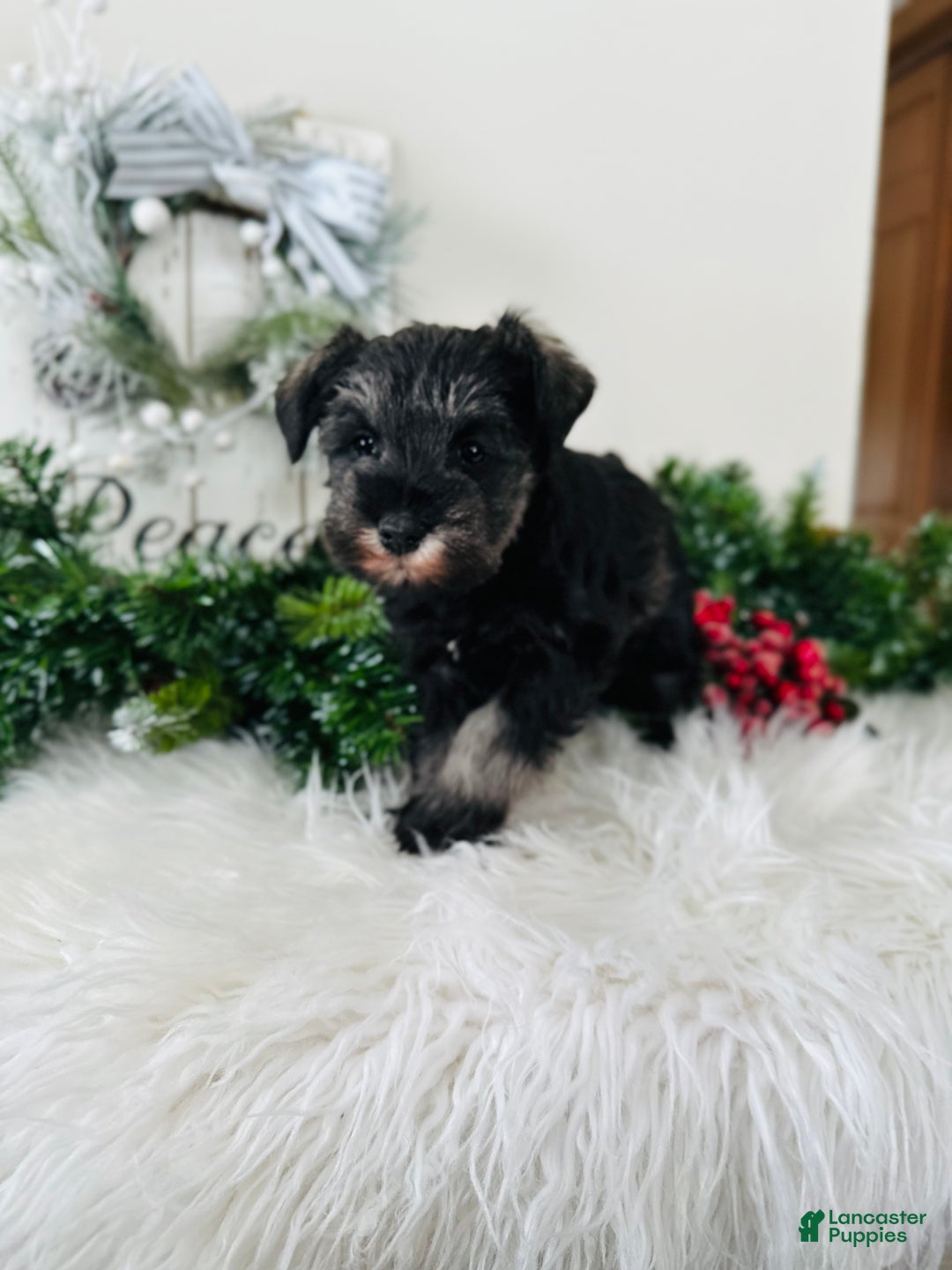 Miniature Schnauzer dogs for sale: Izzy - Ad 15