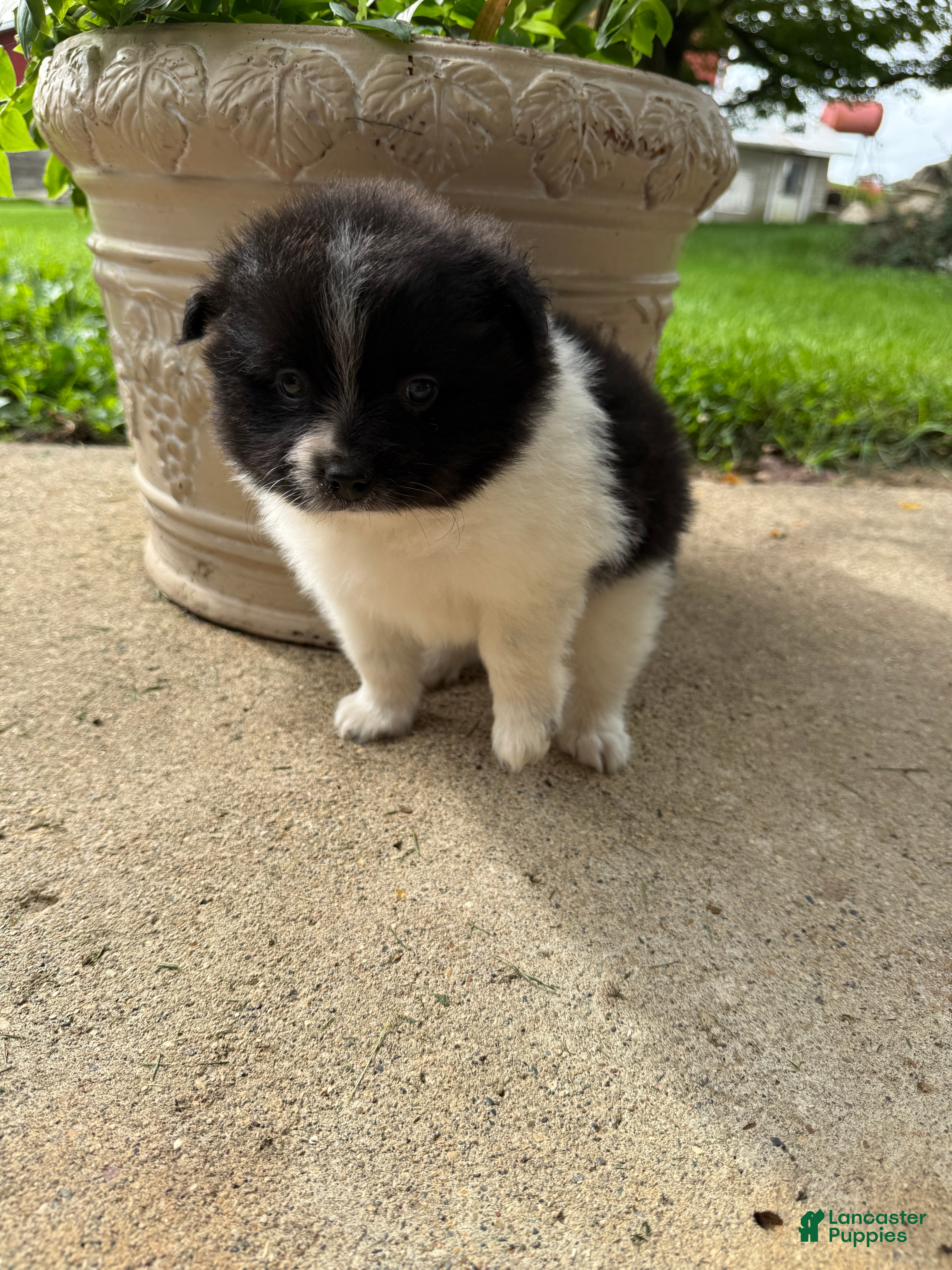 Pomeranian dogs Barney - Ad 1