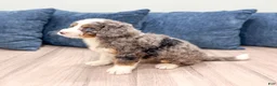 Mini Bernedoodle dogs for sale: Scarlett - Ad 5