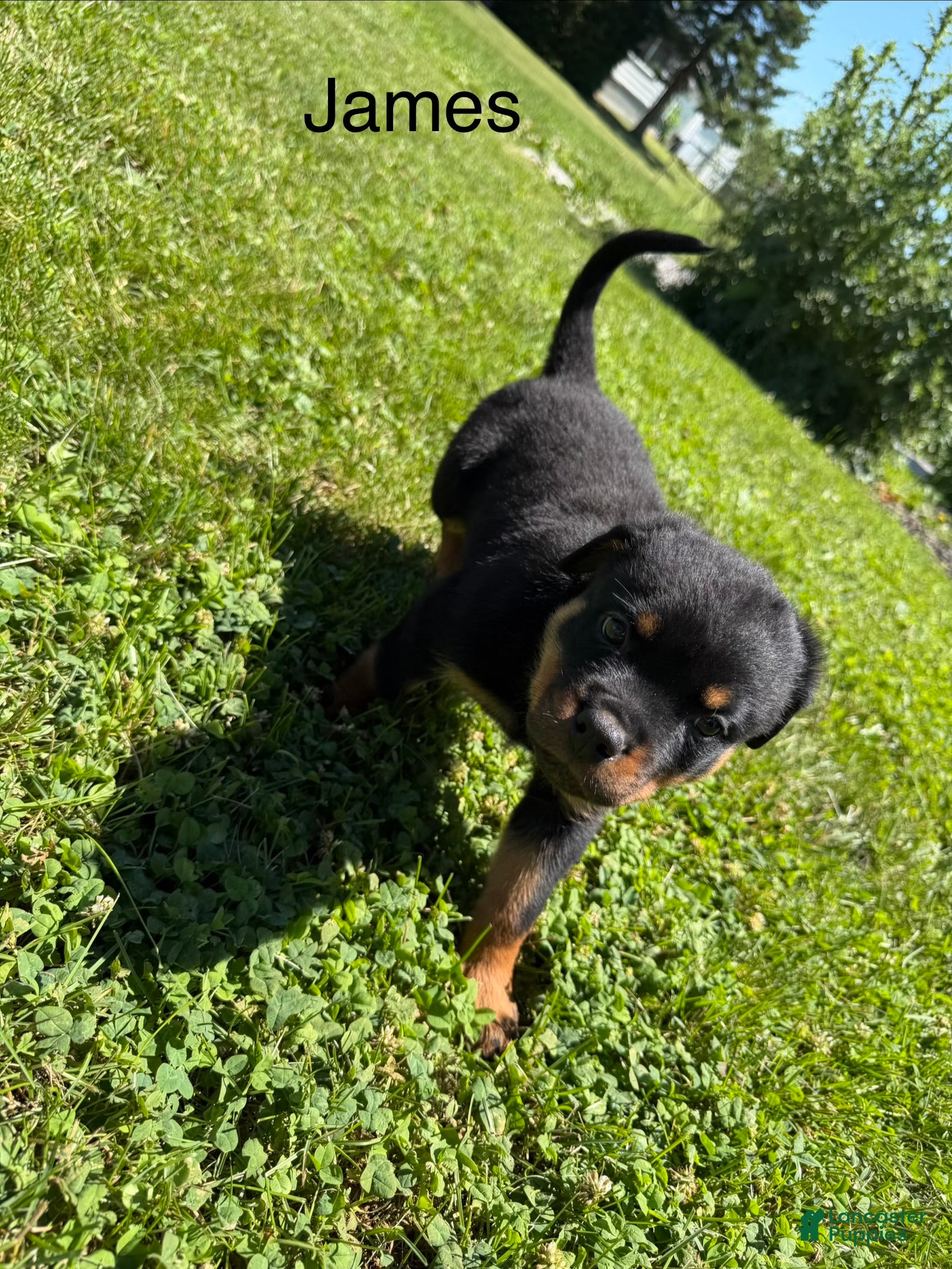 Rottweiler dogs for sale: James - Ad 1