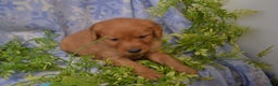 Golden Retriever dogs for sale: Archie - Ad 5