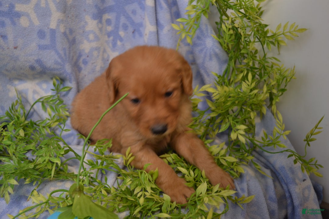 Golden Retriever dogs for sale: Archie - Ad 5