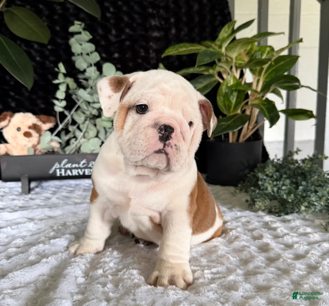 English Bulldog dogs for sale: Theo - Ad 7