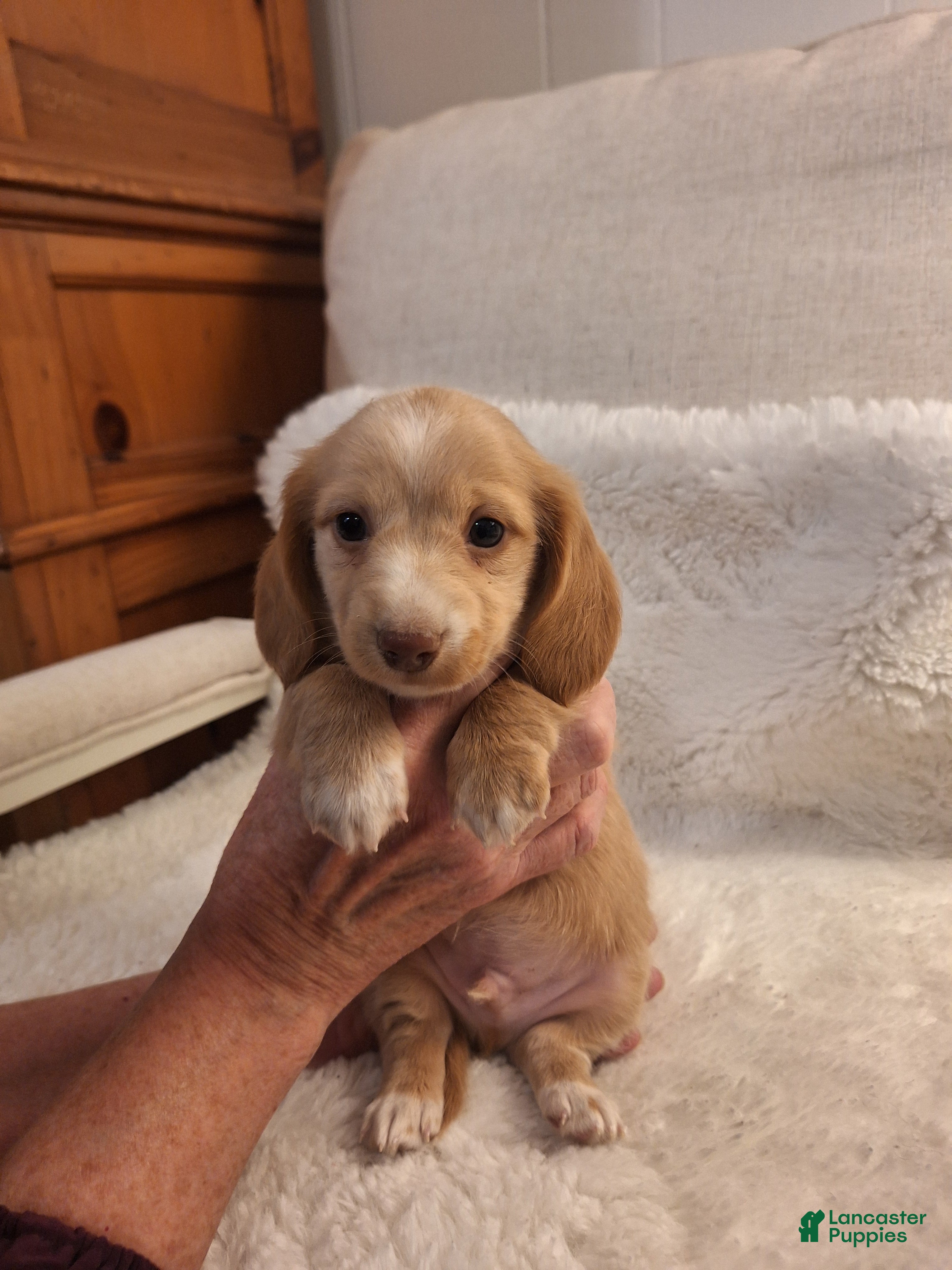 Miniature Dachshund dogs Blondie - Ad 20