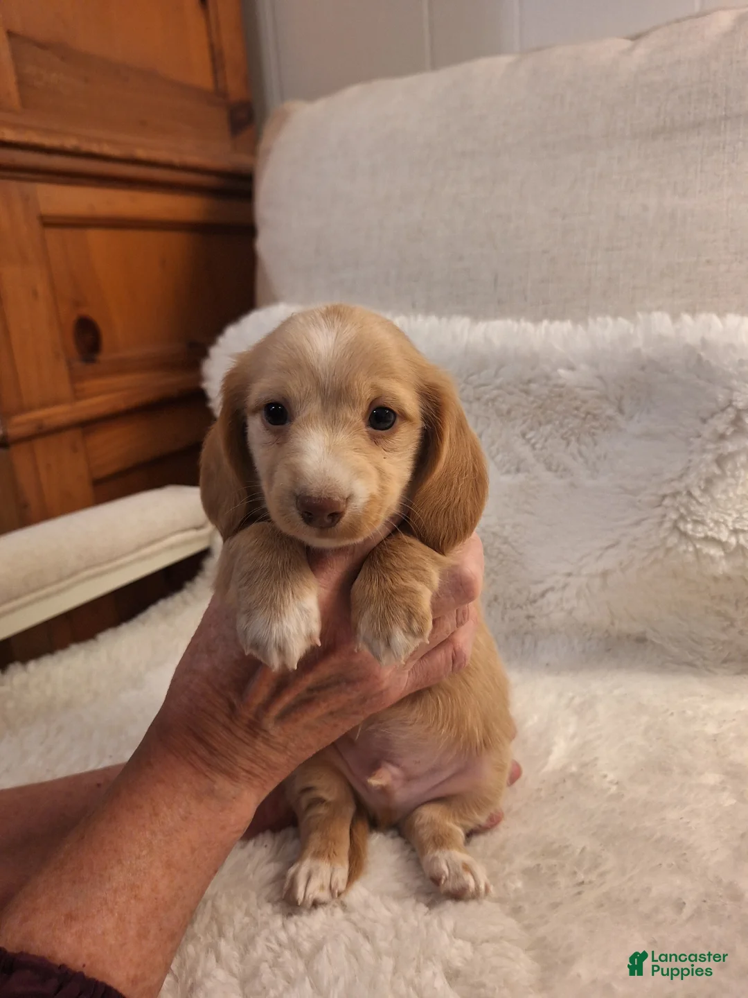 Miniature Dachshund dogs for sale: Blondie - Ad 1