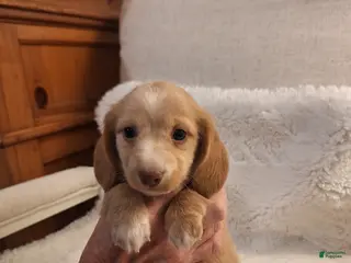 Miniature Dachshund dogs Blondie - Ad 20