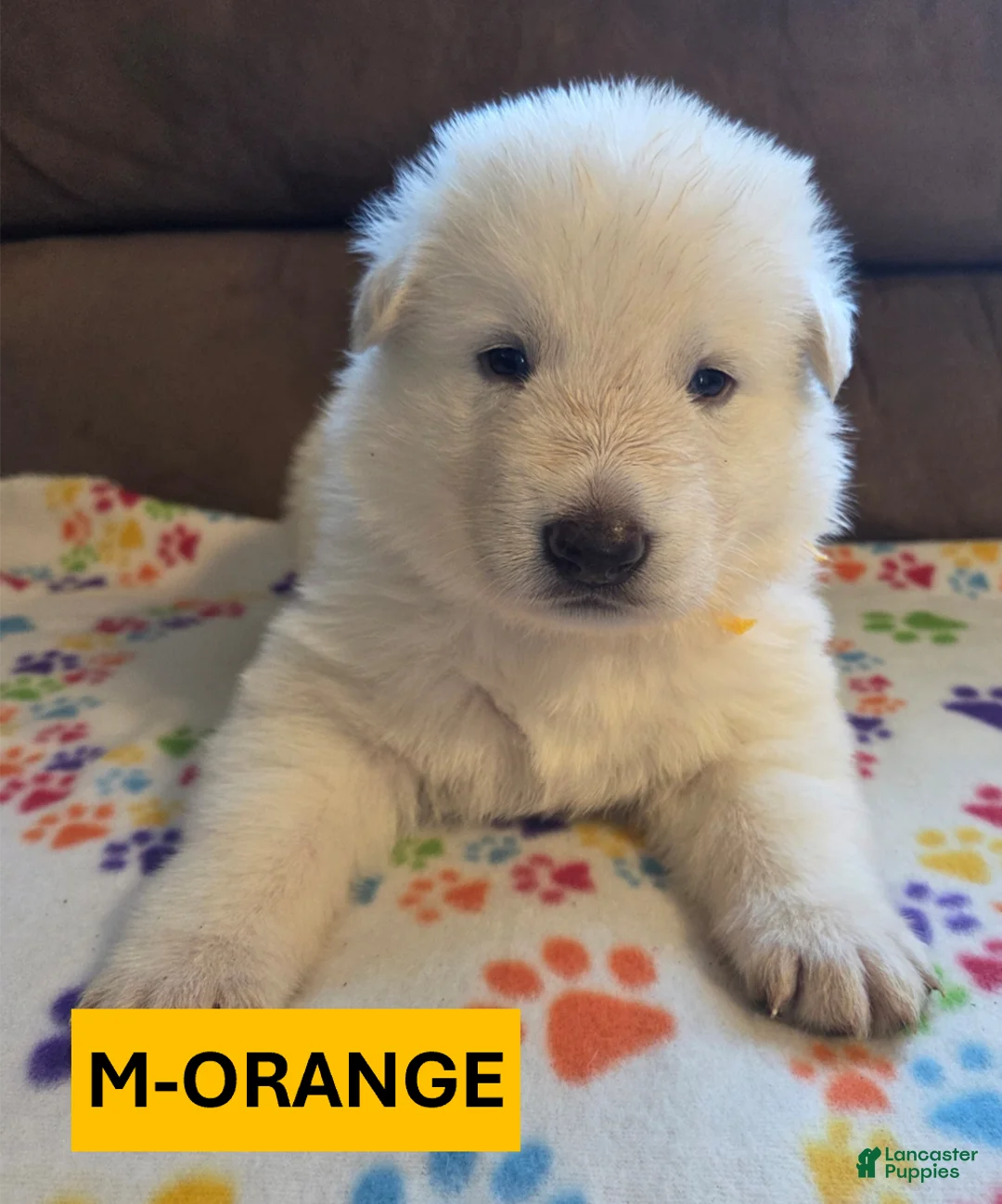 German Shepherd dogs for sale: White German Shepherd Puppy - Orange - Ad 1