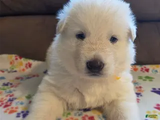 German Shepherd dogs White German Shepherd Puppy - Orange - Ad 33