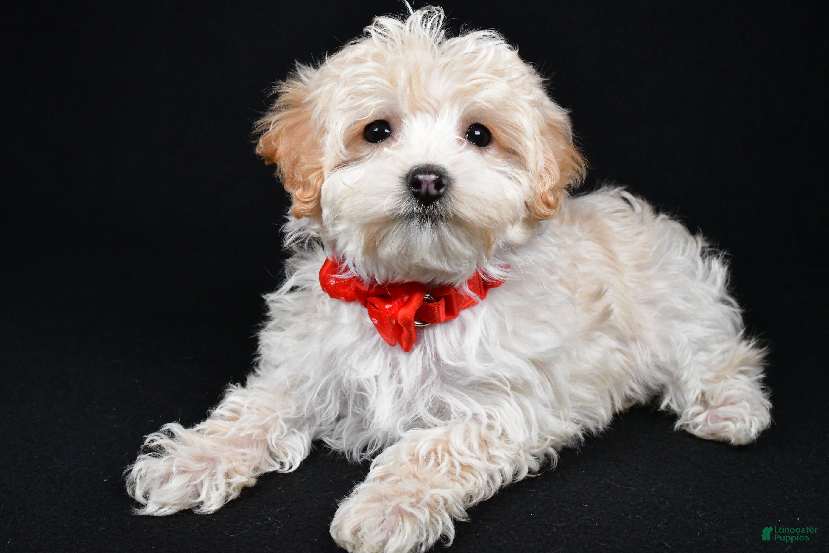 Maltipoo dogs Brady - Ad 2