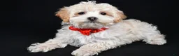 Maltipoo dogs for sale: Brady - Ad 2