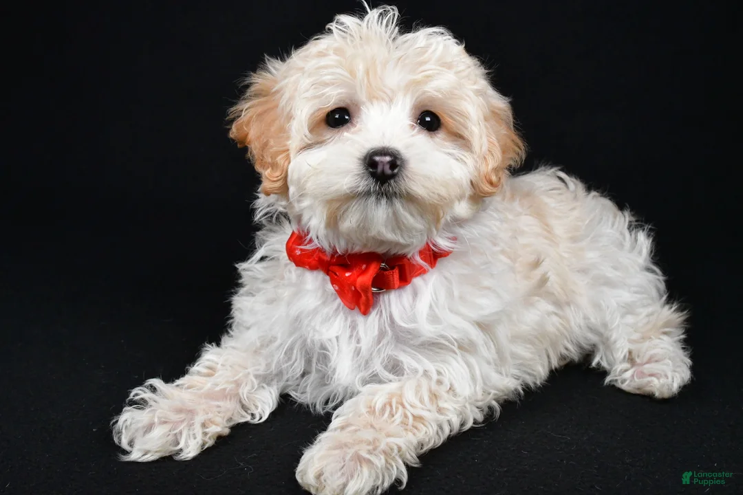 Maltipoo dogs for sale: Brady - Ad 2