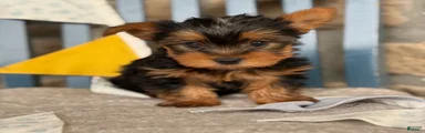 Scottie