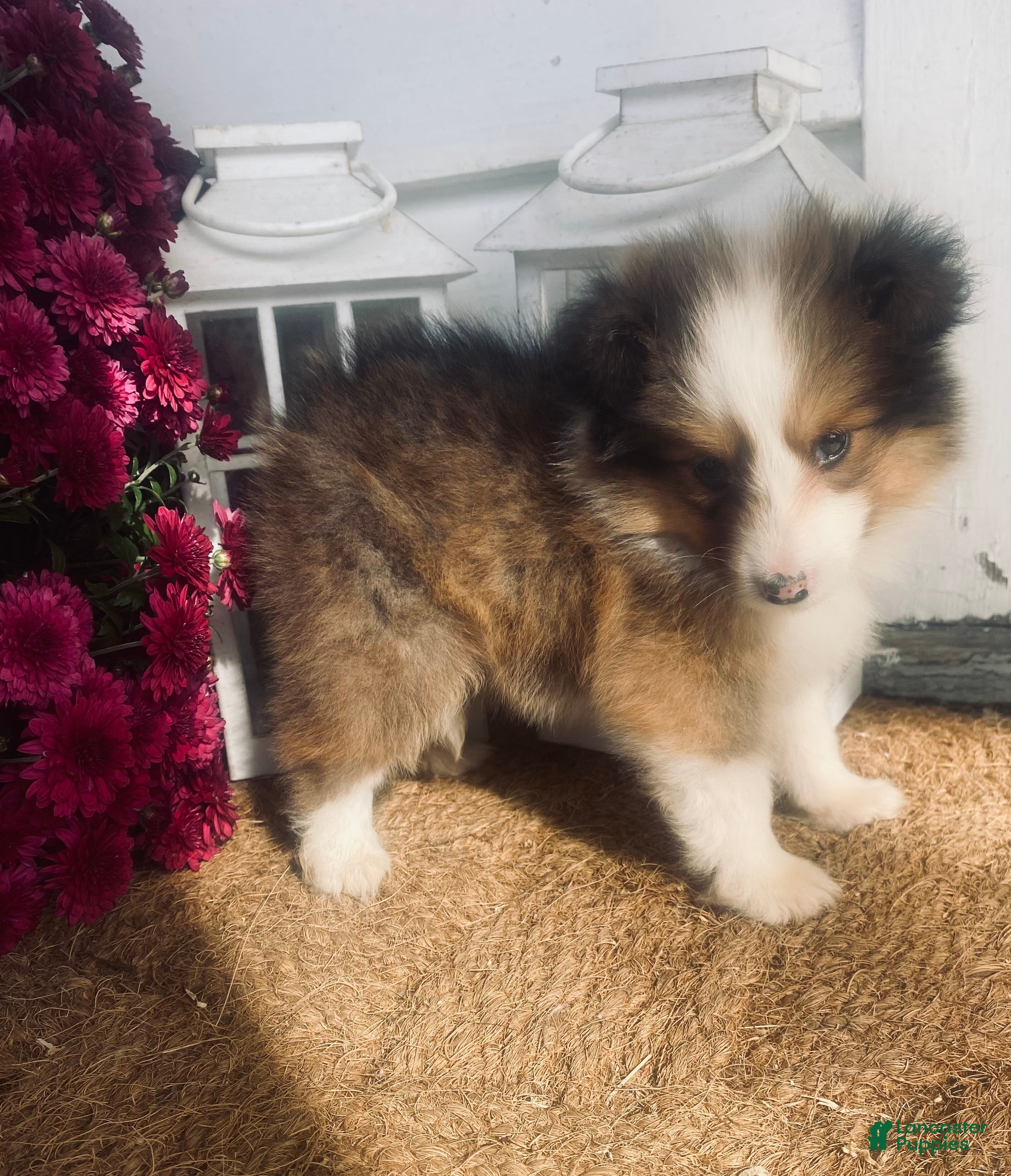 Shetland Sheepdog dogs AKC Seamus - Ad 22